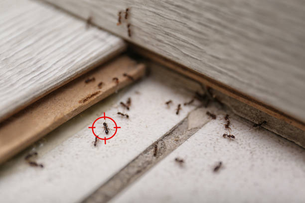 Flea Control Services in Cascade Locks, OR